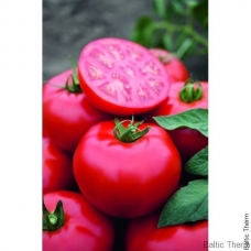 Pomidorai Tomsk H