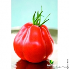 Pomidorai Borsalina H