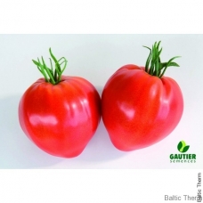 Pomidorai Cauralina H