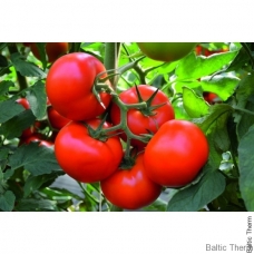 Pomidorai Tobolsk H