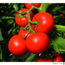 Pomidorai Toivo H