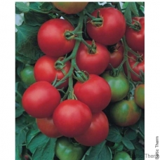 Pomidorai Tolstoi H