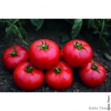Pomidorai Tomsk H