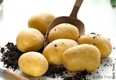 Sėklinės bulvės Vineta, Levantina, Malvina